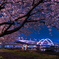 五色桜大橋とサクラ