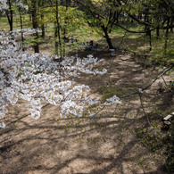 桜の下でくつろぐ