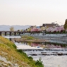 京都 鴨川 桜