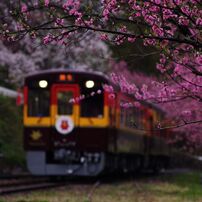 わたらせ渓谷鉄道の花