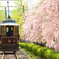 京春麗（うらら）　その５　チンチン電車と桜並木