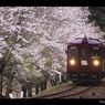 桜の中野駅