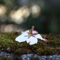 SAKURA2013