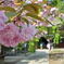 八重の桜＠茂林寺