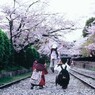 Velvia × 桜 