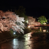 春の高山　夜桜散策