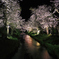 桜色の夜の川