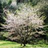 寄り添う桜樹のきらめく春