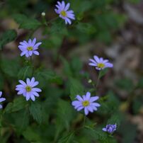 Tiny Flower