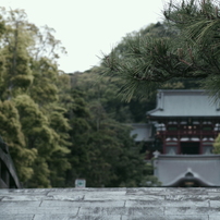 100mmマクロと歩く　鶴岡八幡宮-2013.4.23-