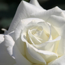 白い薔薇。