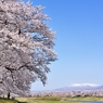 白石川堤一目千本桜