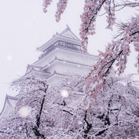 雪桜と鶴ケ城