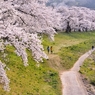 いざ！千本桜