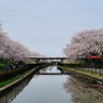 桜遊歩道公園１