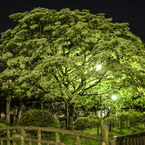 本荘公園のナンジャモンジャ開花