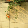 wall & flowers 