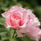 桜貝 (Rosa Sakuragai)