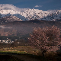 野平の桜