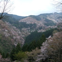 奈良ひとり旅　2008春