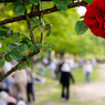 庄堺公園のバラ
