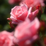 薔薇の園4　アメリカンジュニアミスという品種