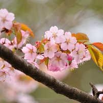 北海道神宮の桜　２０１３