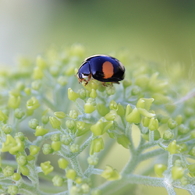 生き物写真館　- 青空を背負った天道虫 -