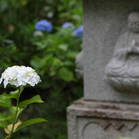 あじさい寺・本土寺