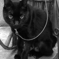 近所の黒猫さん