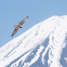 祝！　富士山 『 世界文化遺産 』 登録決定　（セイカーハヤブサ編）
