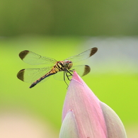 生き物写真館　- 蓮蜻蛉 -