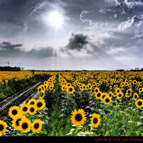 【　Sunflower　】