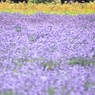 淡彩の花畑と少女