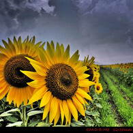 Sunflower.2