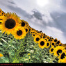 Sunflower.3