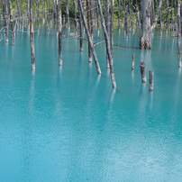 青い池Ⅱ