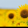 Sunflower.6