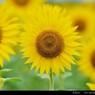 Sunflower.10