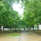 雨の横浜大通り公園