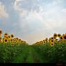 Sunflower.16