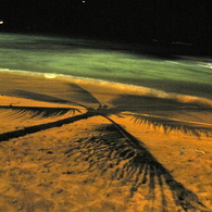 波と浜辺と椰子の影