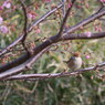 野鳥図鑑用・モズ