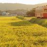 稲の輝く駅