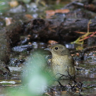 野鳥図鑑用・キビタキ