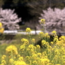 出張で小湊鉄道４