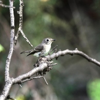 堀川で出会った小鳥(コサメビタキ)