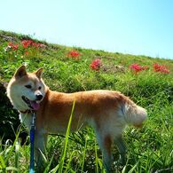 彼岸花と柴犬