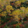 岳樺の紅葉