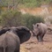 Rhino vs Elephant